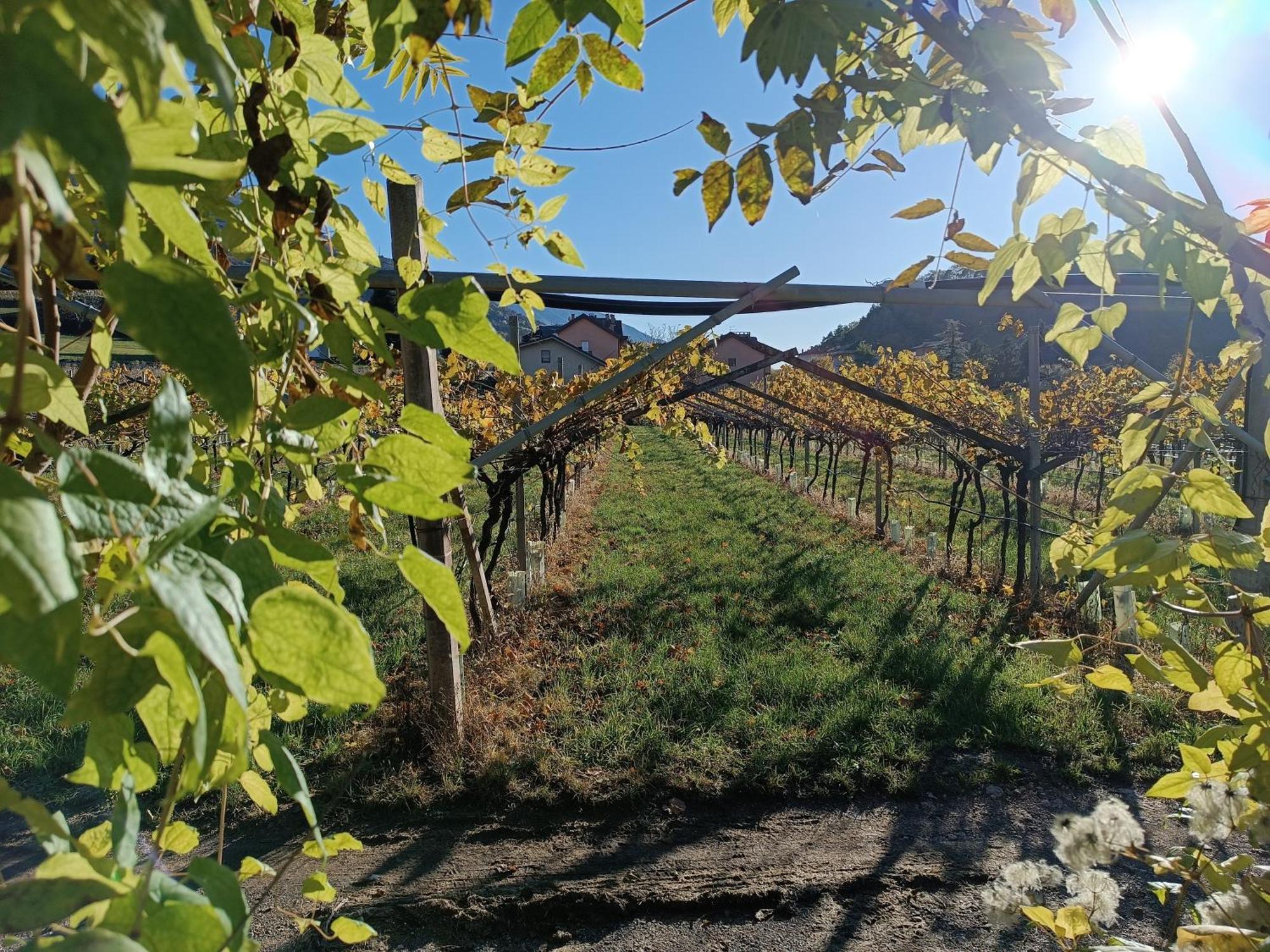 Appartamenti Moderni, Luminosi E Tranquilli Con Parcheggio Privato - Agritur La Tenuta Trient Exterior foto