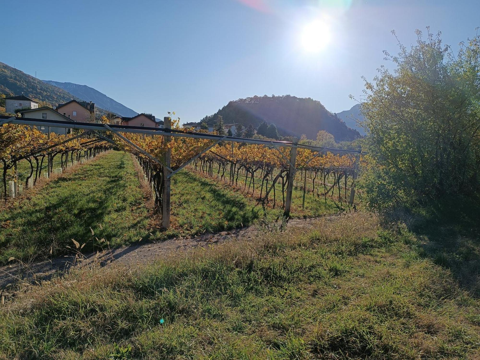 Appartamenti Moderni, Luminosi E Tranquilli Con Parcheggio Privato - Agritur La Tenuta Trient Exterior foto